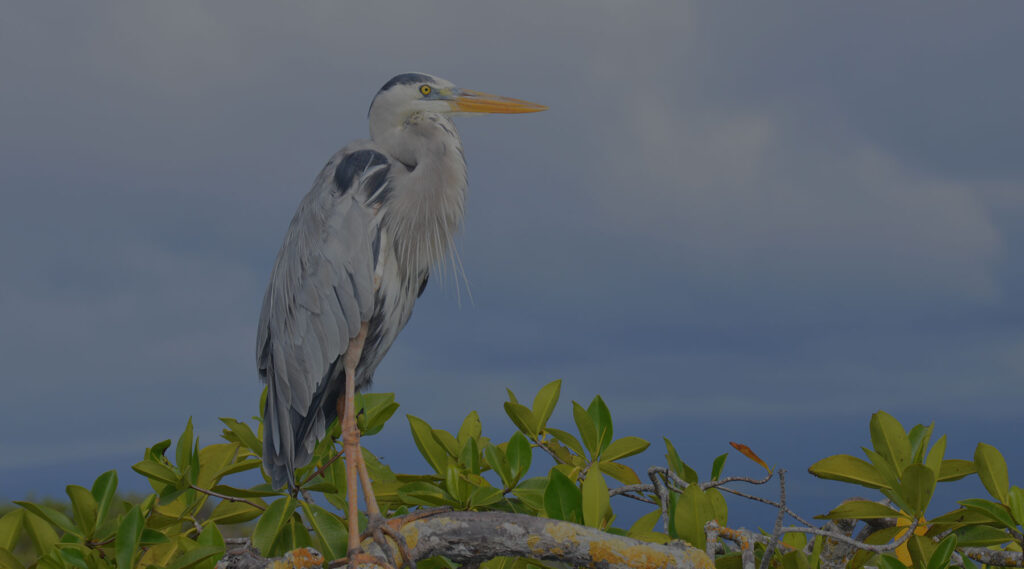 Blog thumbnail