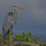 Blog thumbnail