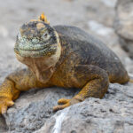 Tip 4: Requisitos para visitar Galápagos (Turistas extranjeros, nacionales y/o residentes)